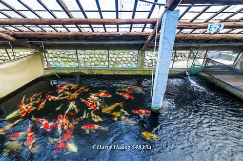 佳河錦鯉園|龍潭三洽水觀光｜巨無霸佳河錦鯉園、繞山花、三和青創基地、多 